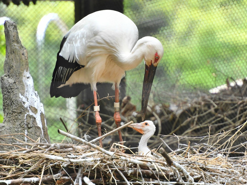 コウノトリ(2019年4月23日撮影).jpg
