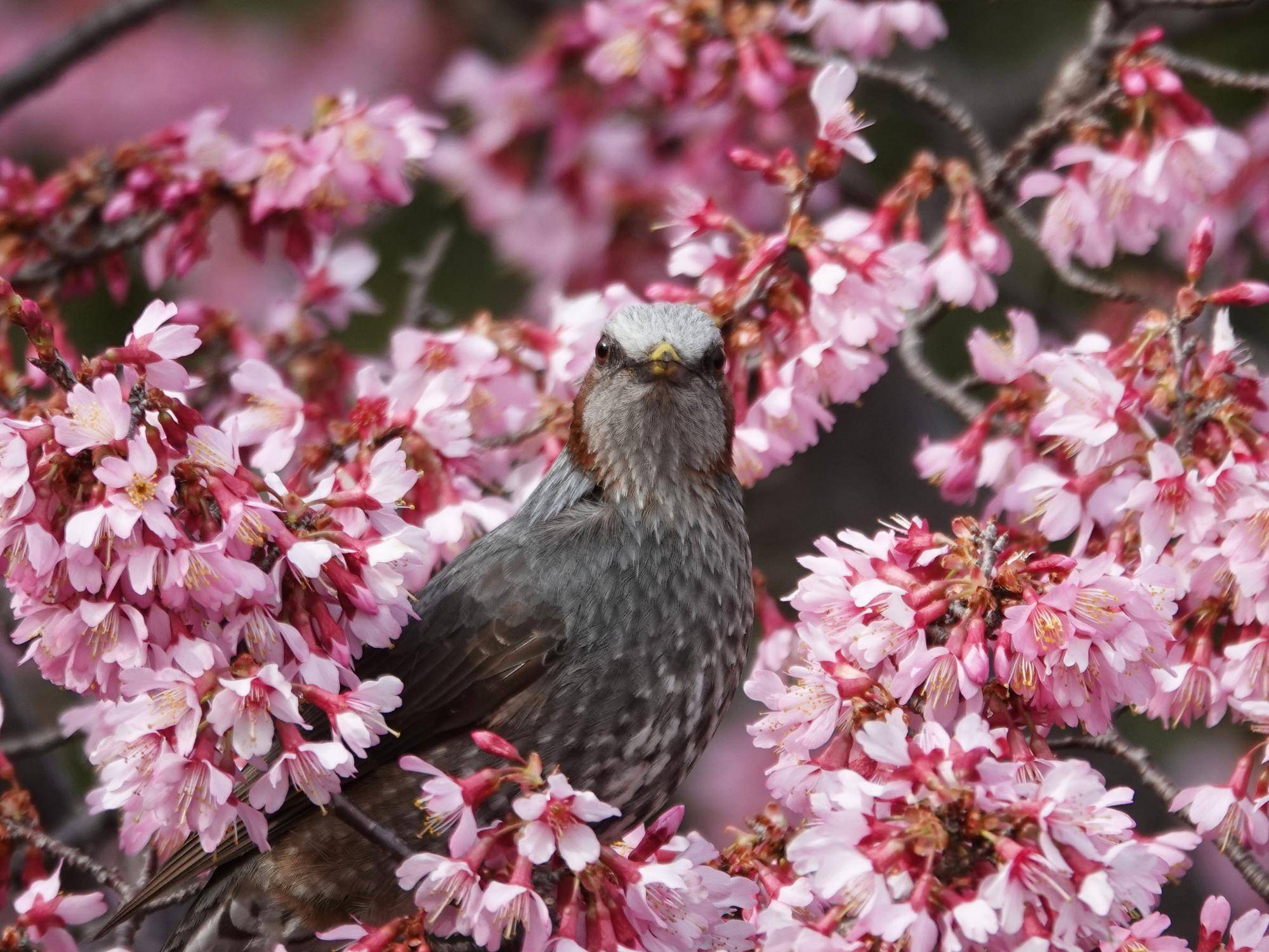 オカメザクラとヒヨドリ②.jpg