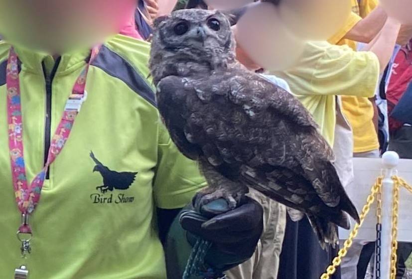 アビシニアンワシミミズクのアービー.jpg