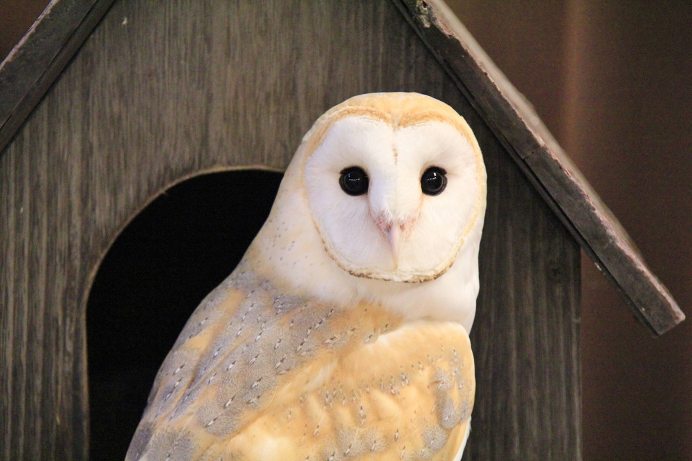 秋のふれあい動物園(メンフクロウ) (2).jpg