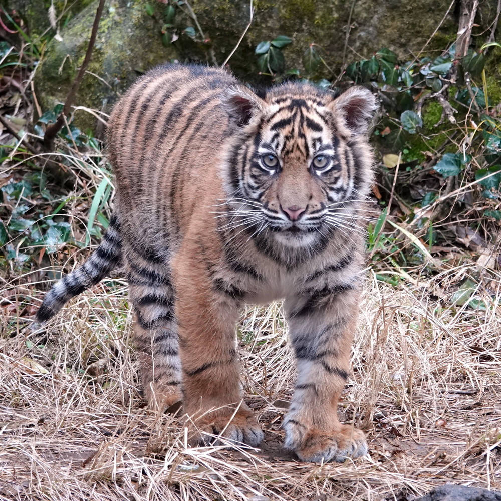 DSC08988トリミング(正方形).jpg