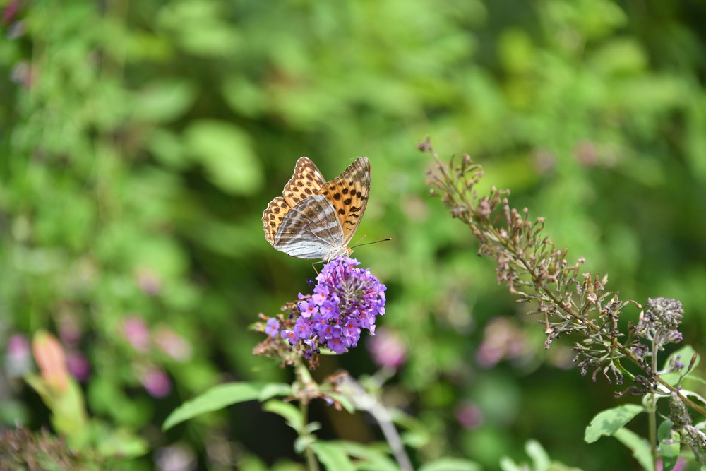 DSC_2805.jpg