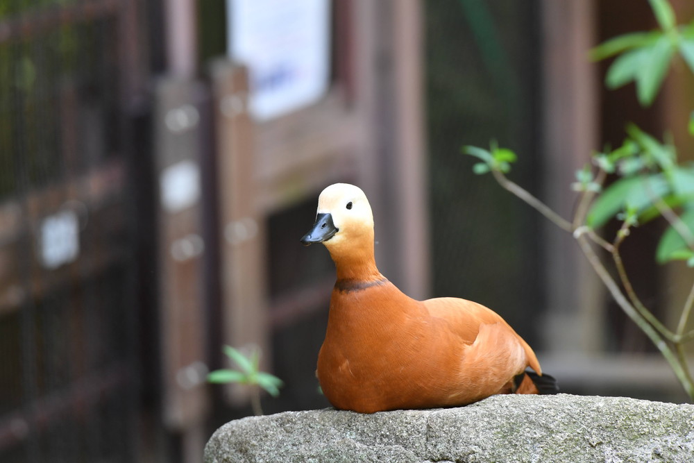 DSC_8596.jpg