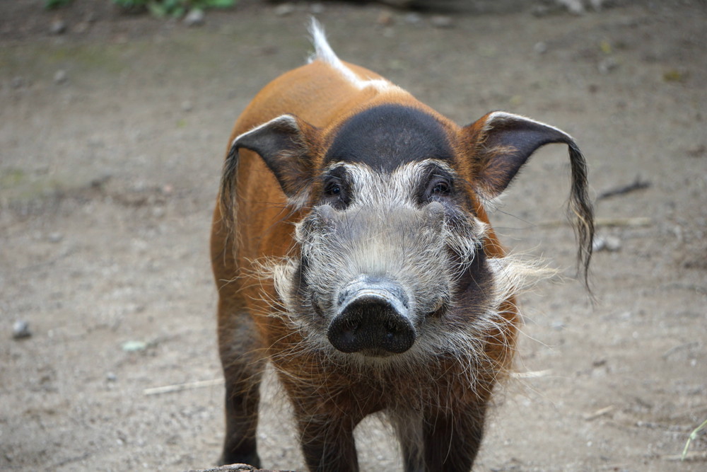 世界のイノシシ年 ブログdeズーラシア よこはま動物園ズーラシア公式サイト 公益財団法人 横浜市緑の協会