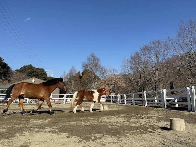 ぱかぱか広場 フリーラン1.jpg