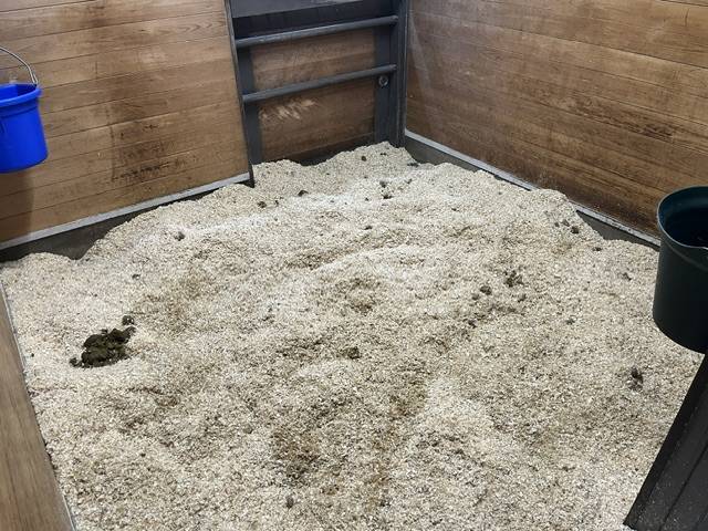スノーゴッドの馬房.jpeg