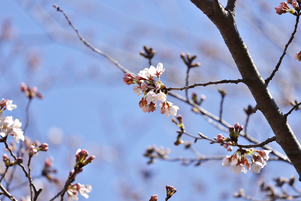 ズーラシアに咲く桜 桜開花 よこはま動物園ズーラシア公式サイト 公益財団法人 横浜市緑の協会