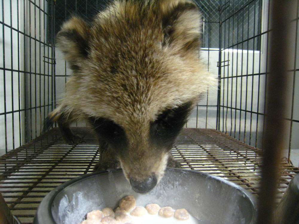 疥癬タヌキが保護されました 飼育日誌 よこはま動物園ズーラシア公式サイト 公益財団法人 横浜市緑の協会