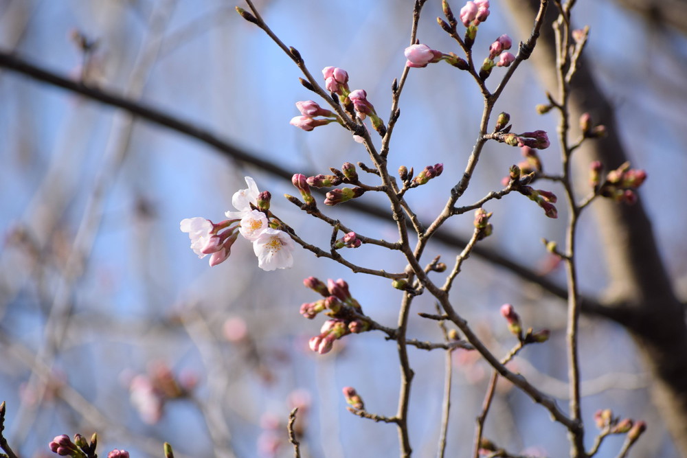 ズーラシアの桜情報 桜開花 よこはま動物園ズーラシア公式サイト 公益財団法人 横浜市緑の協会