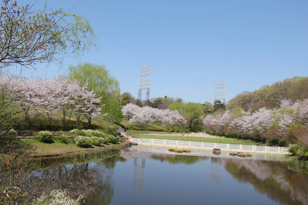 ズーラシアの桜たち 桜開花 よこはま動物園ズーラシア公式サイト 公益財団法人 横浜市緑の協会