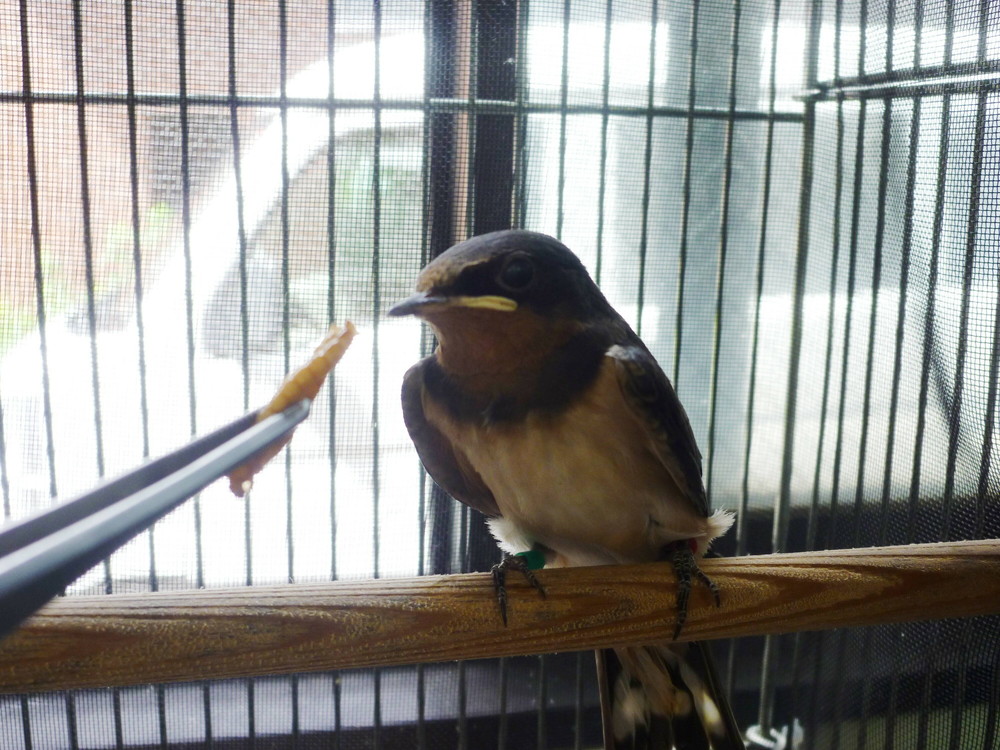 ツバメ ツバメ ツバメ 飼育日誌 よこはま動物園ズーラシア公式サイト 公益財団法人 横浜市緑の協会