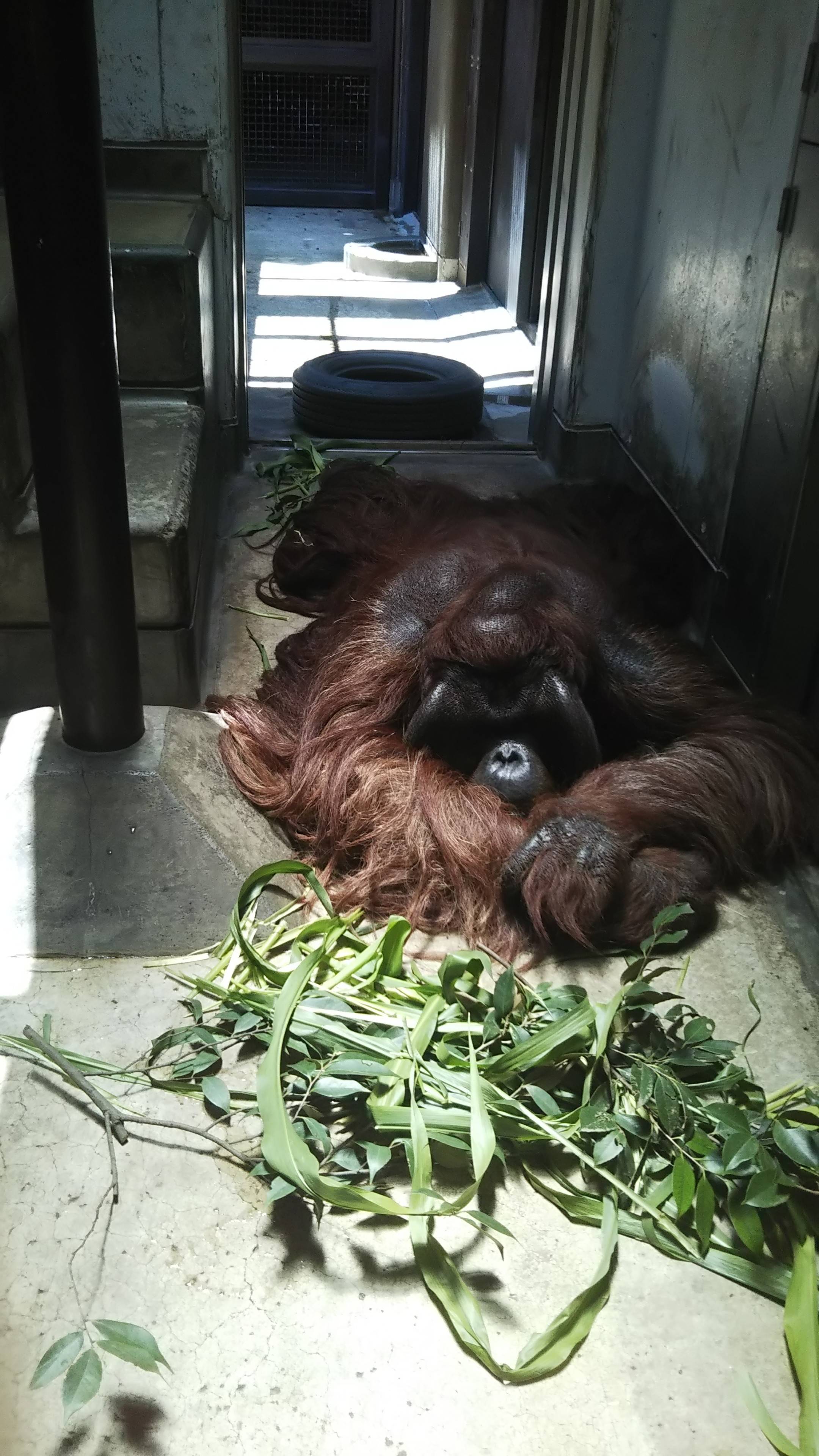 モート清掃のその裏で ブログ よこはま動物園ズーラシア公式サイト 公益財団法人 横浜市緑の協会