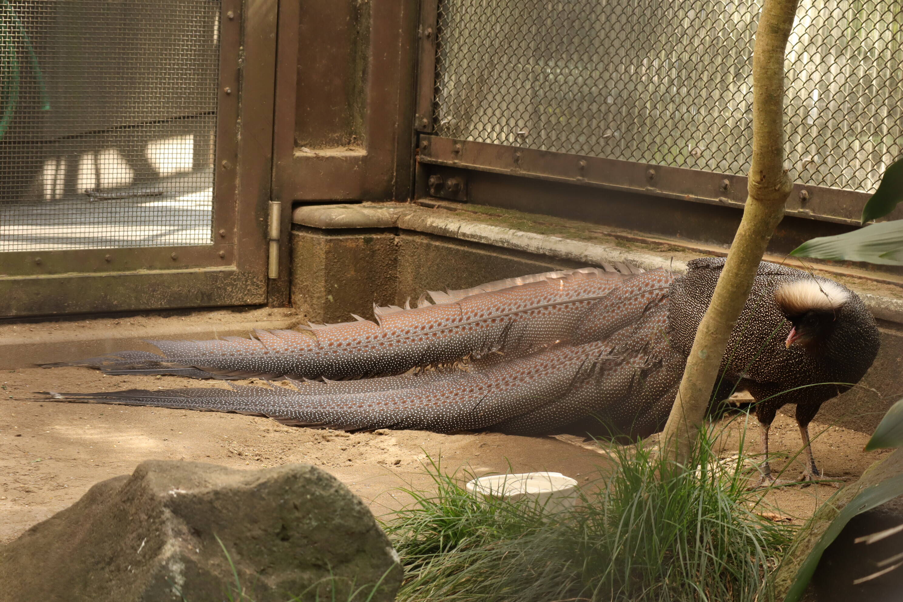 カンムリセイラン 待望のヒナ誕生 飼育日誌 よこはま動物園ズーラシア公式サイト 公益財団法人 横浜市緑の協会