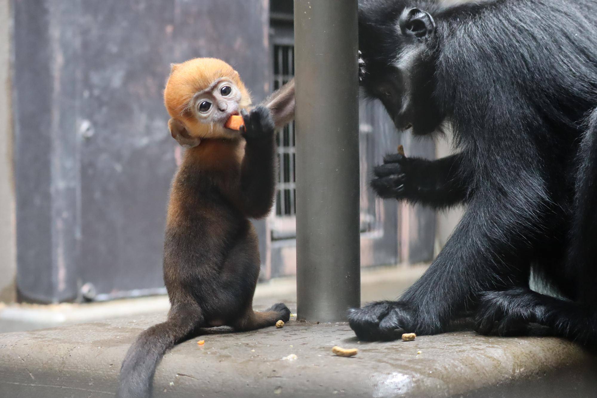 【飼育日誌】20240529:ユズぽん通信8ポンズ1歳 (7).jpg