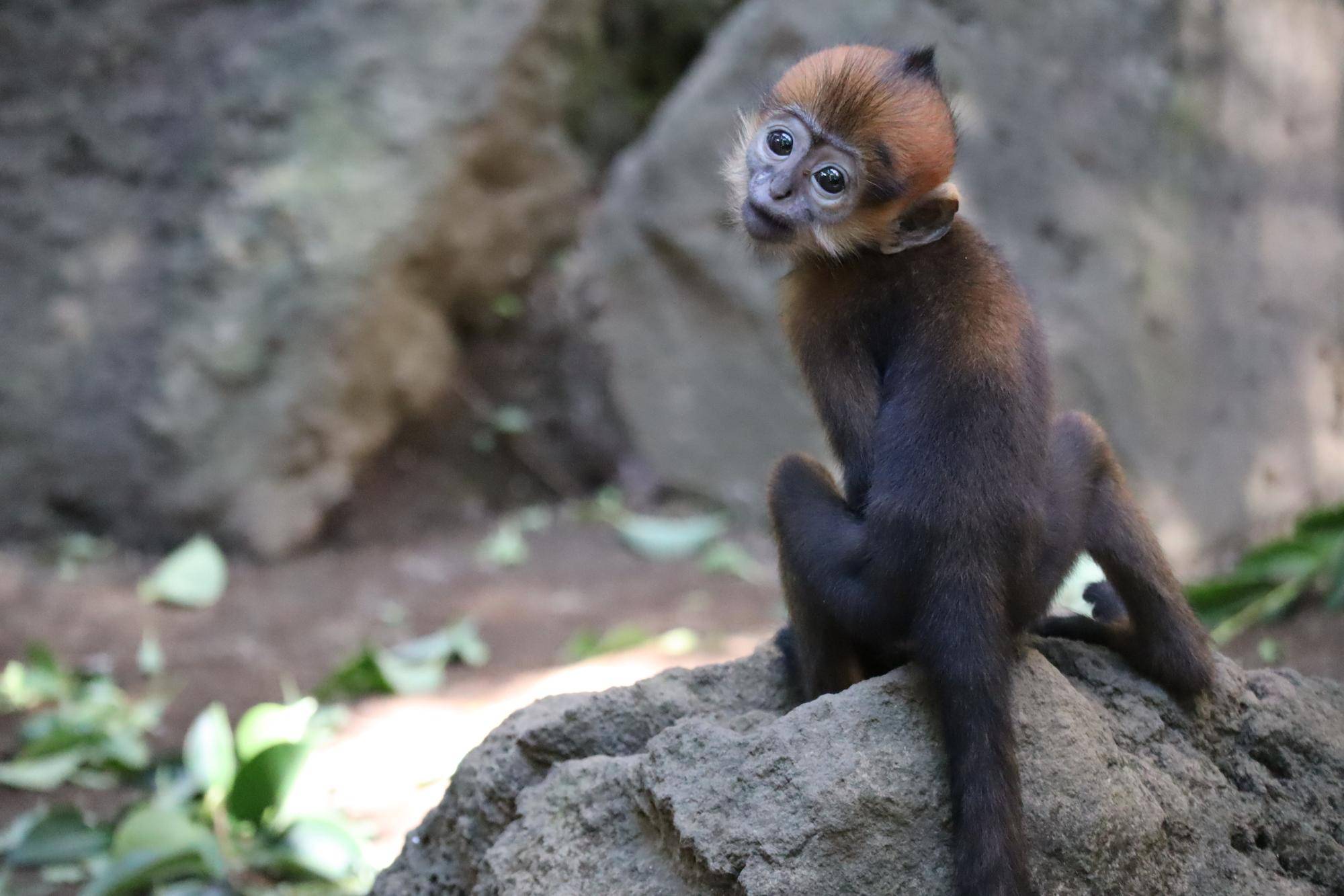 【飼育日誌】20240529:ユズぽん通信8ポンズ1歳 (8).jpg