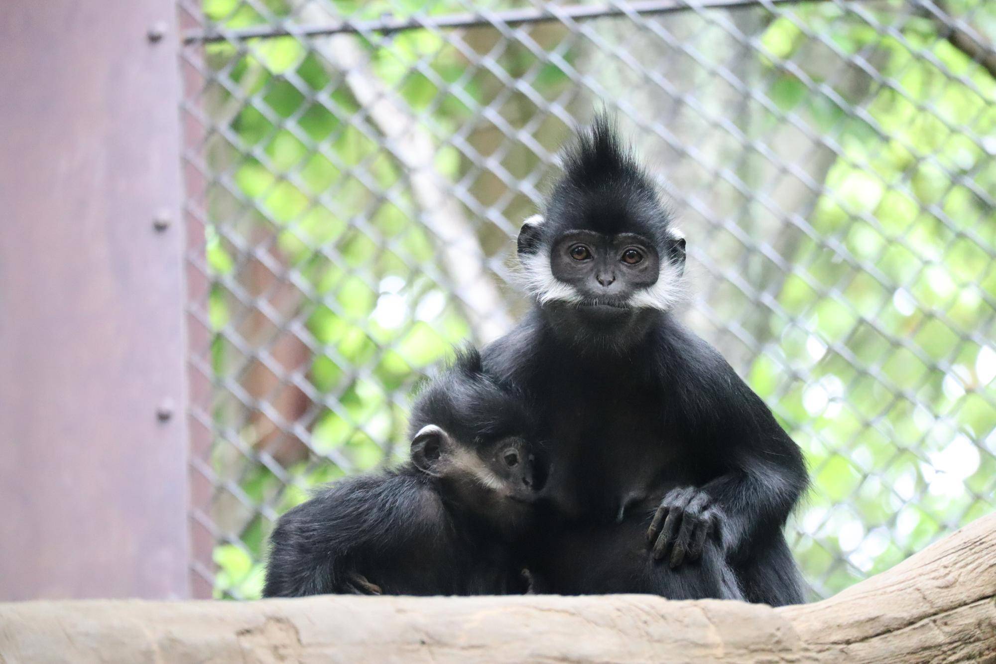 【飼育日誌】20240529:ユズぽん通信8ポンズ1歳 (5).jpg