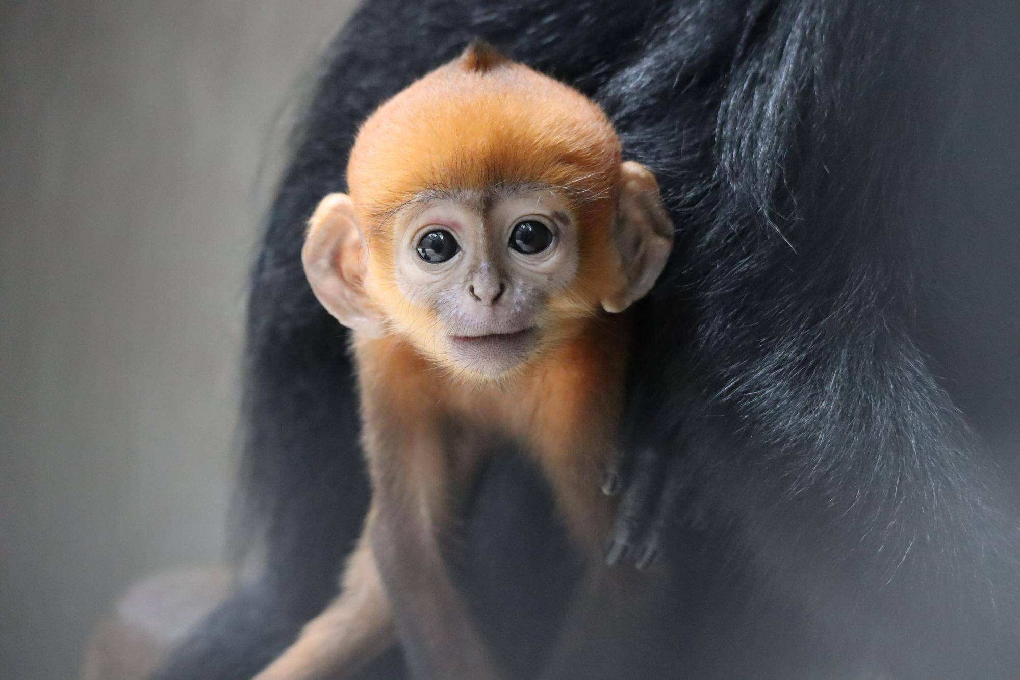 【飼育日誌】20240529:ユズぽん通信8ポンズ1歳 (12).jpg