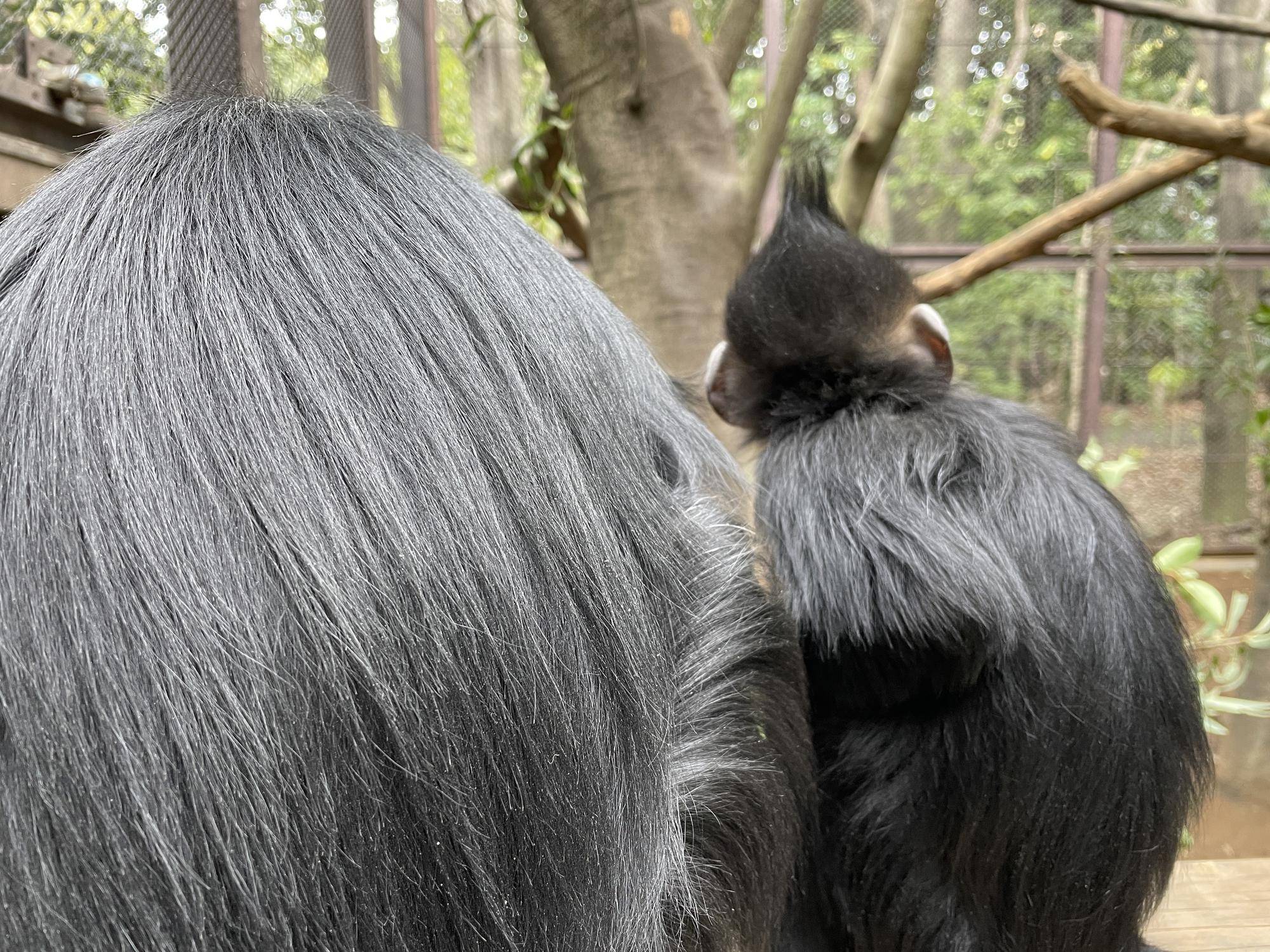 【飼育日誌】20240505:ユズぽん通信7ちょんがりは今 (6).jpg