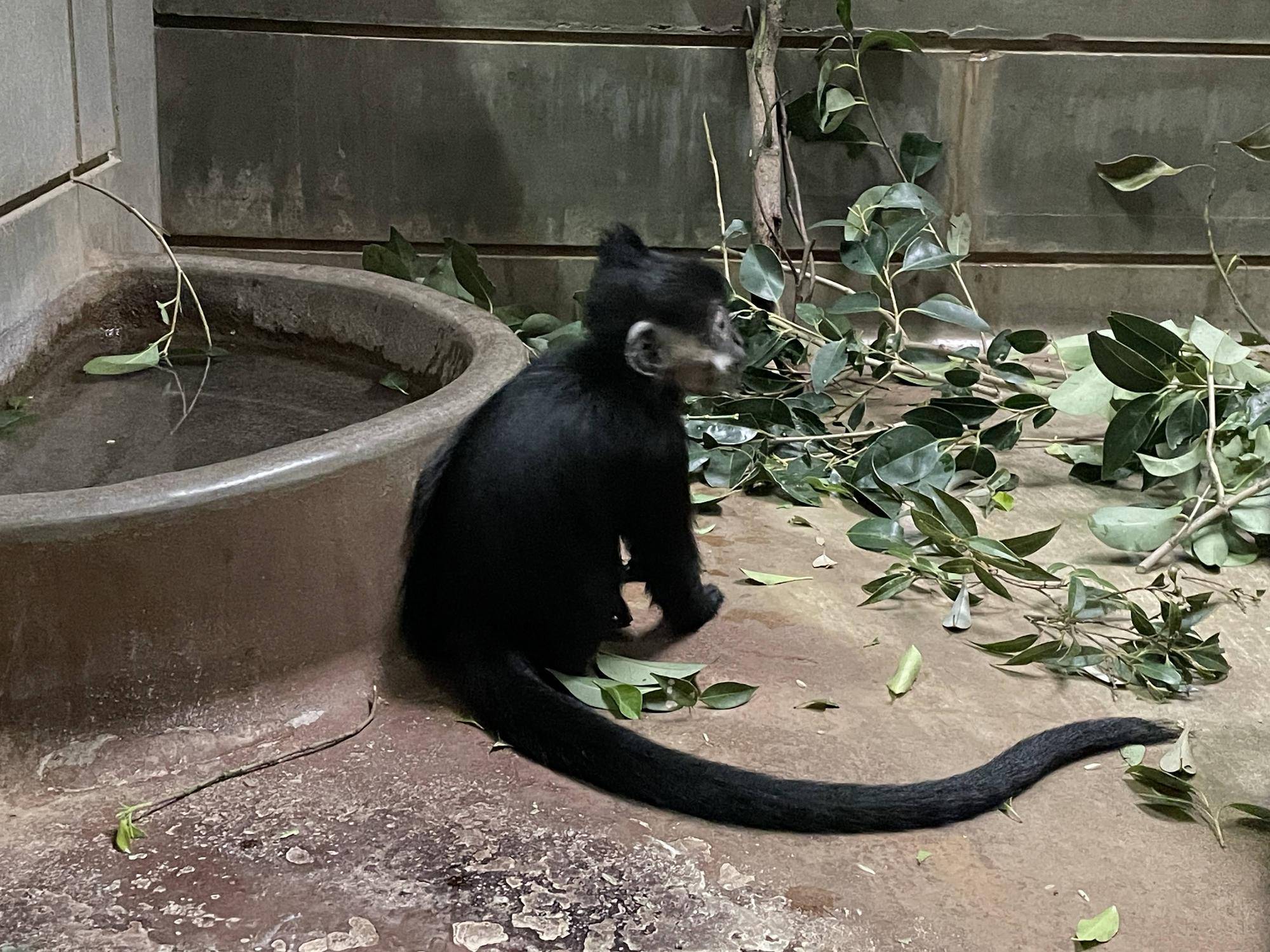 【飼育日誌】20240505:ユズぽん通信7ちょんがりは今 (5).jpg