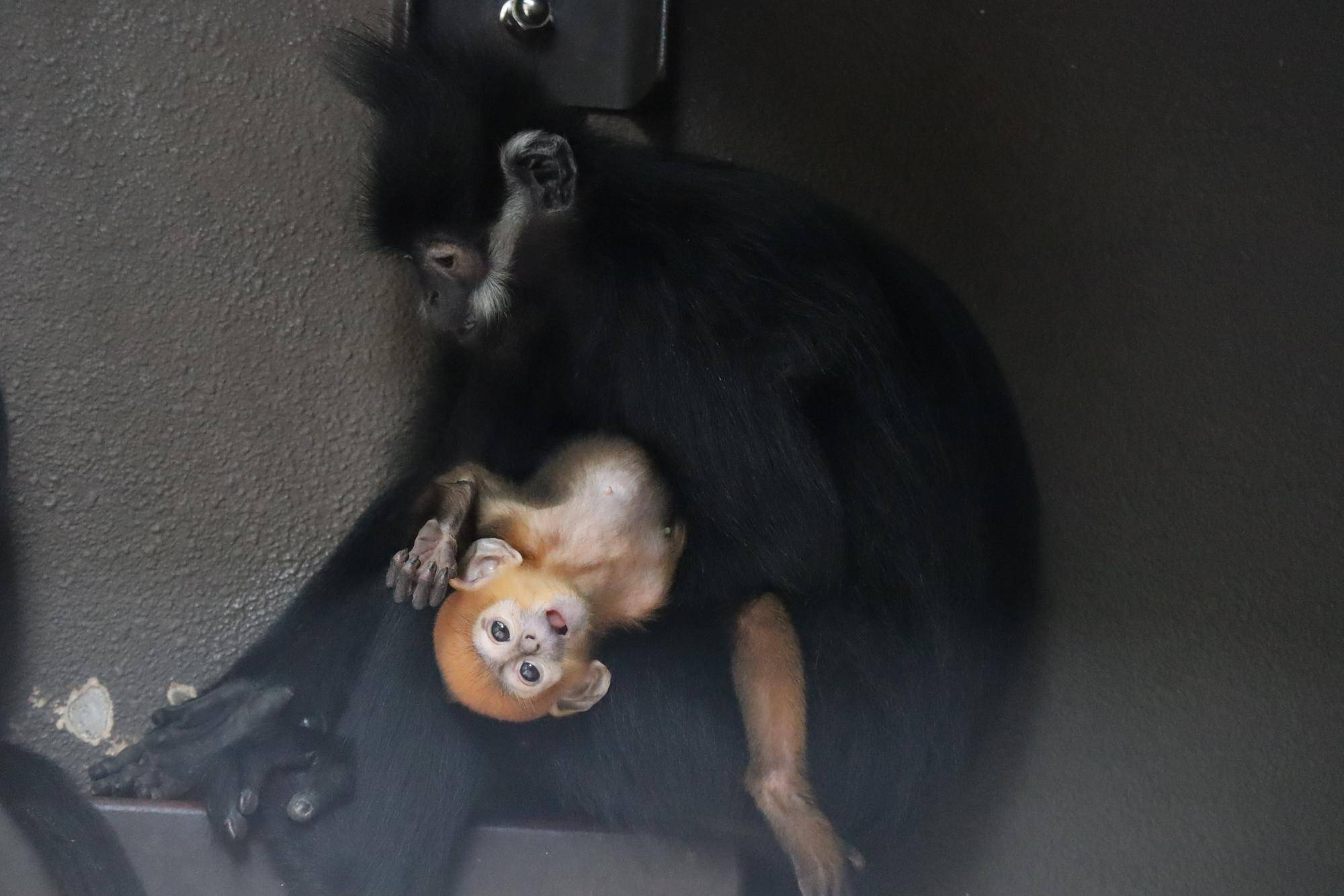 【飼育日誌】20240529:ユズぽん通信8ポンズ1歳 (3).jpg