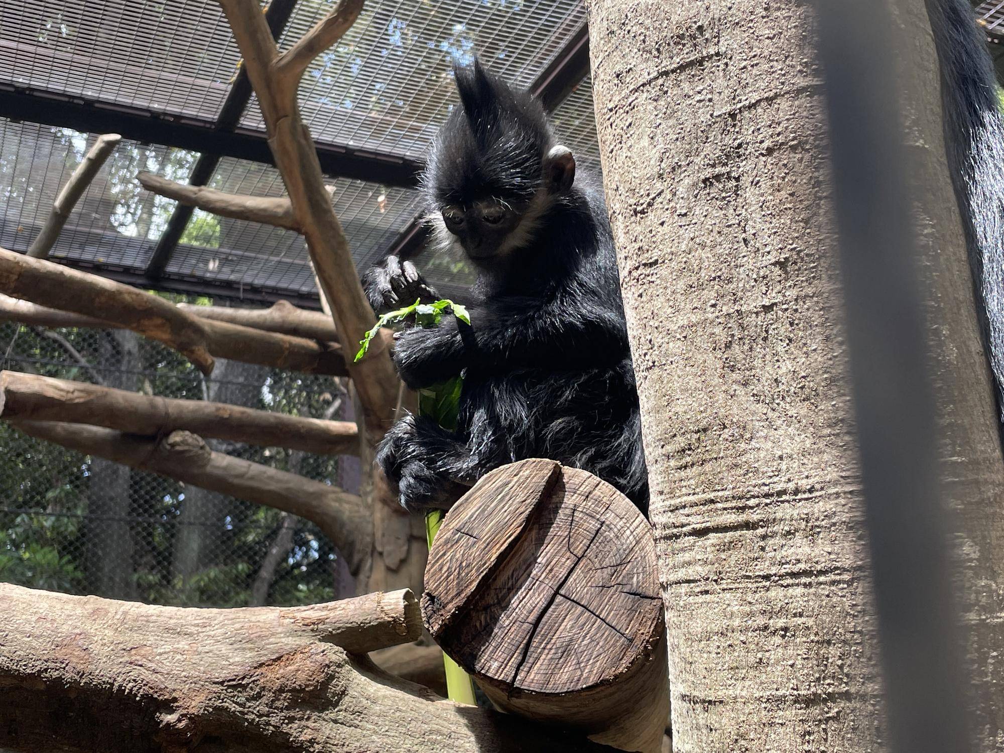 【飼育日誌】20240505:ユズぽん通信7ちょんがりは今 (9).jpg