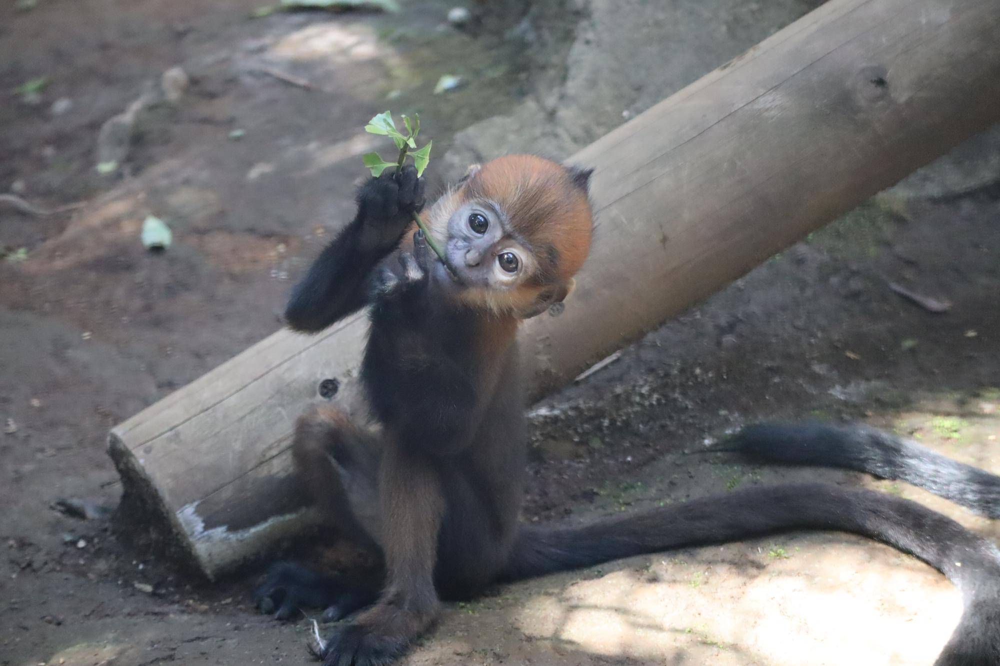 【飼育日誌】20240529:ユズぽん通信8ポンズ1歳 (11).jpg