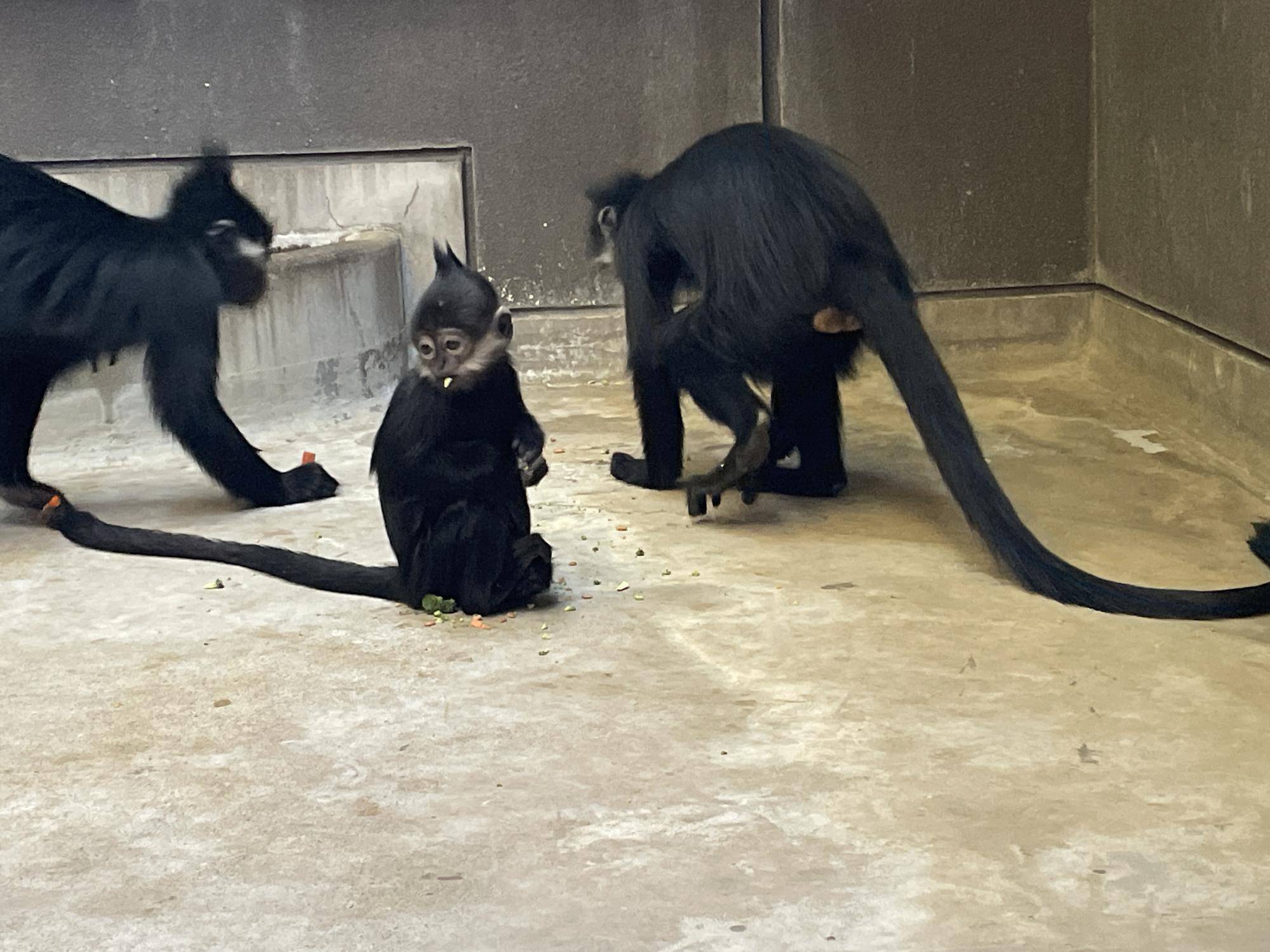 【飼育日誌】20240505:ユズぽん通信7ちょんがりは今 (8).jpg