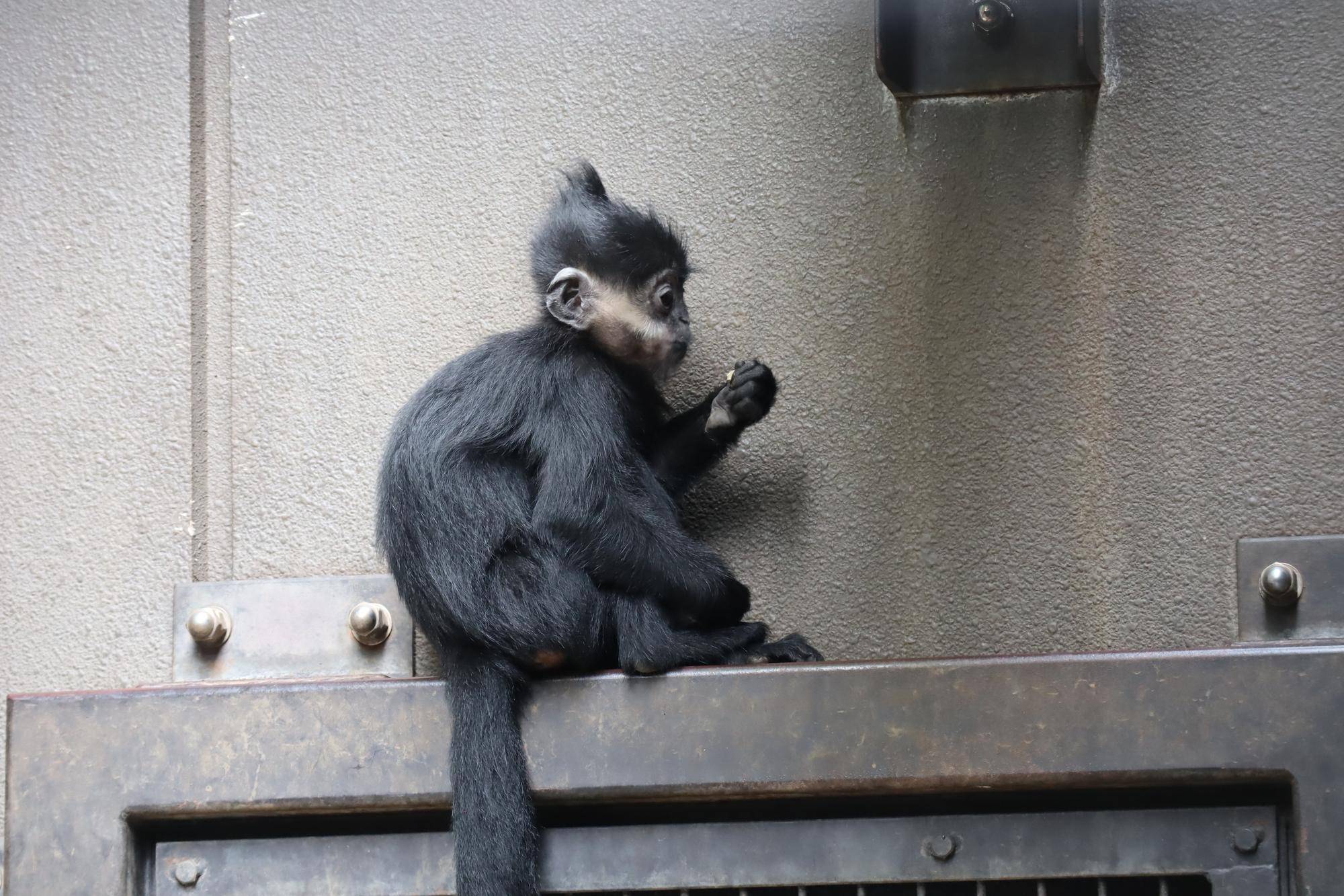 【飼育日誌】20240529:ユズぽん通信8ポンズ1歳 (4).jpg