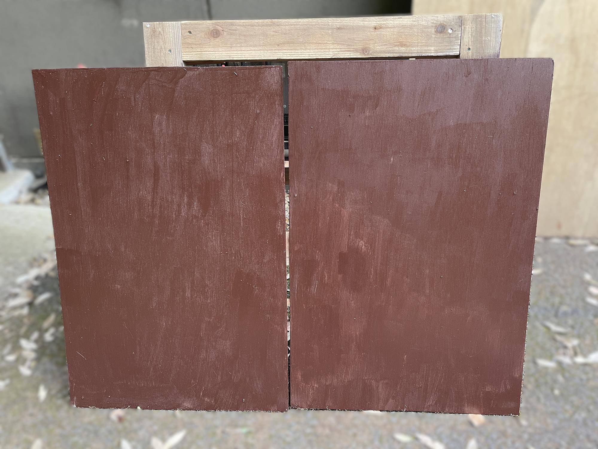 【飼育日誌】20240529:ユズぽん通信8ポンズ1歳 (13).jpg