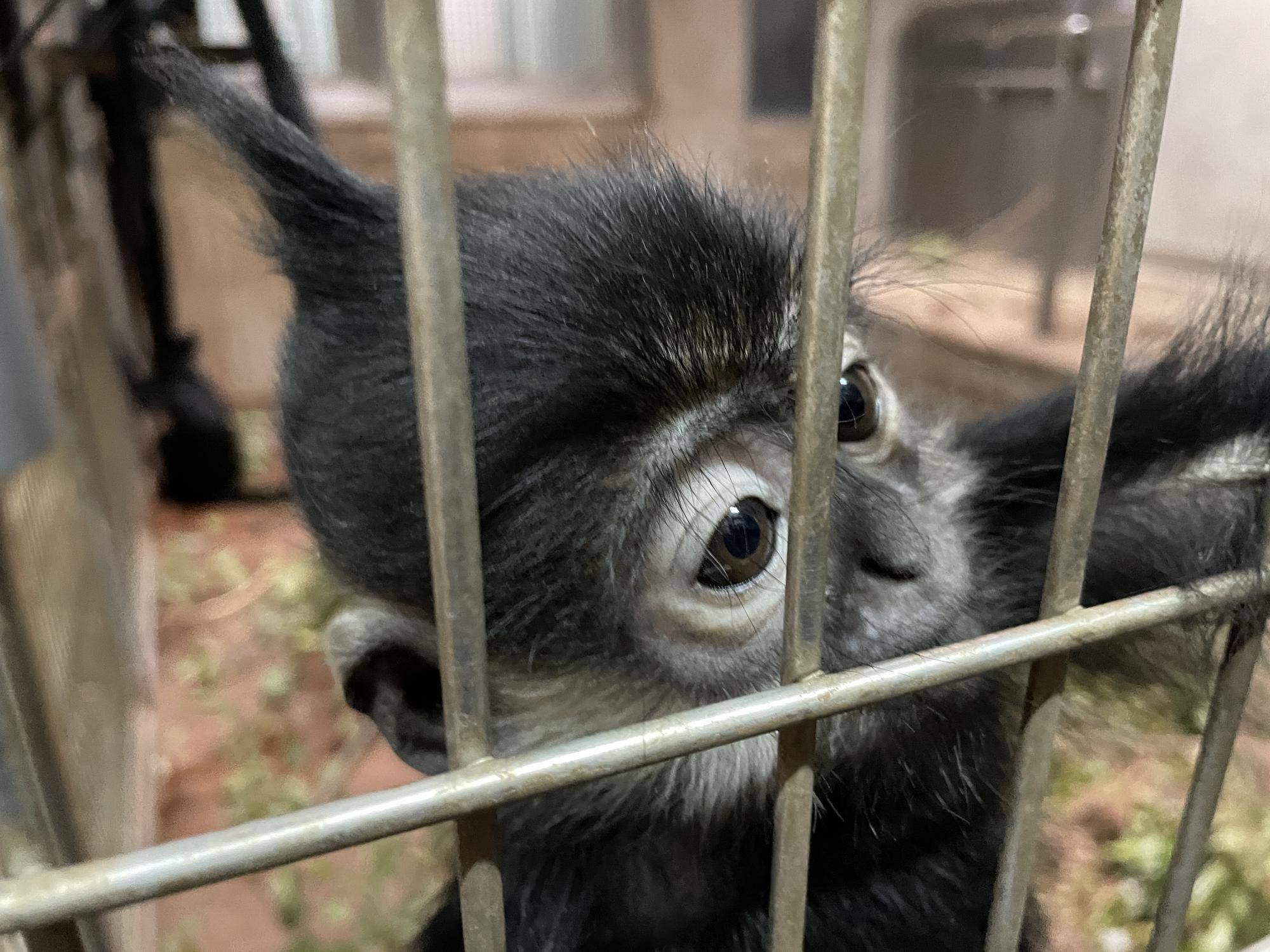 【飼育日誌】20240505:ユズぽん通信7ちょんがりは今 (3).jpg