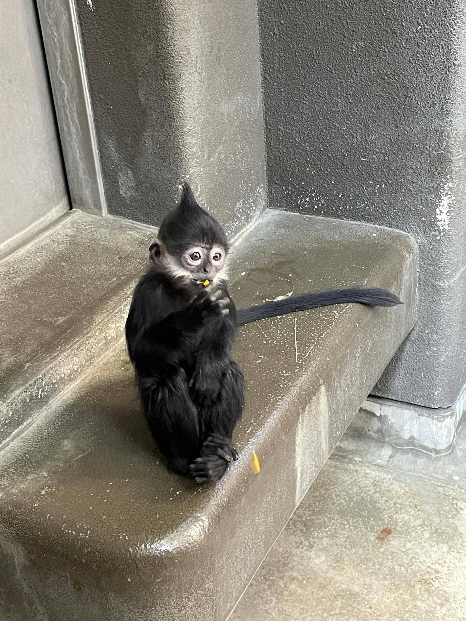 【飼育日誌】20240505:ユズぽん通信7ちょんがりは今 (4).jpg