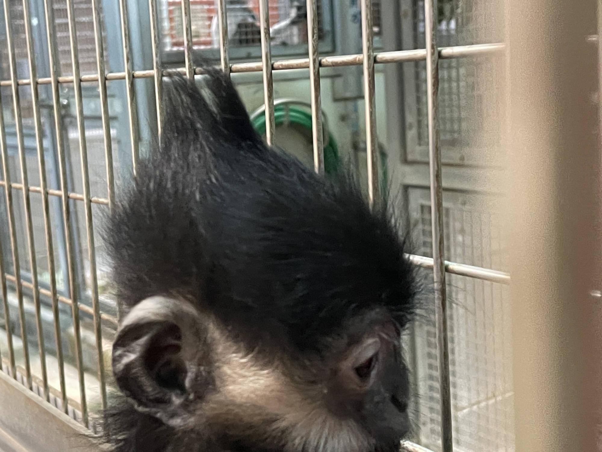 【飼育日誌】20240505:ユズぽん通信7ちょんがりは今 (7).jpg