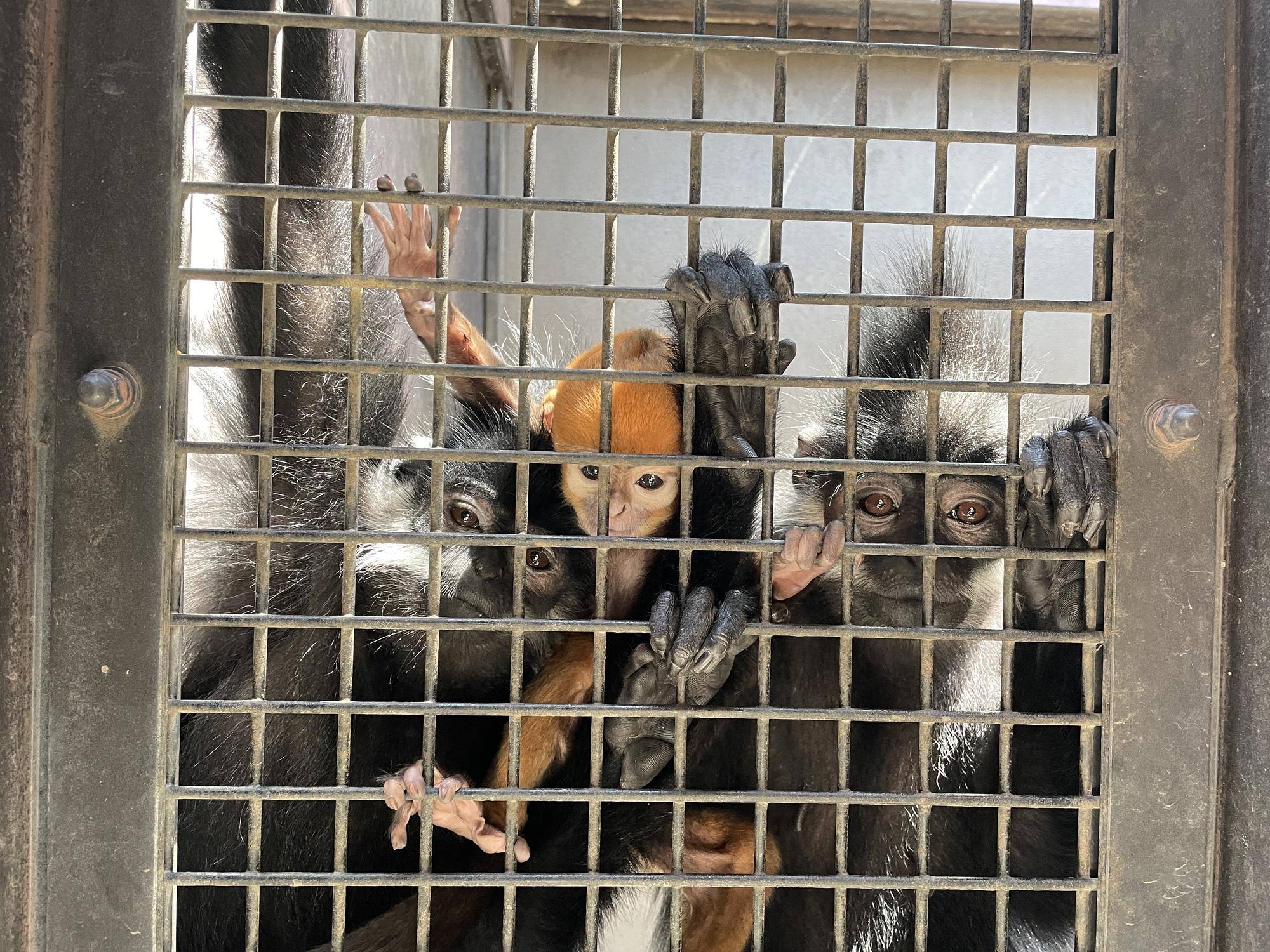 【飼育日誌】20240529:ユズぽん通信8ポンズ1歳 (14).jpg