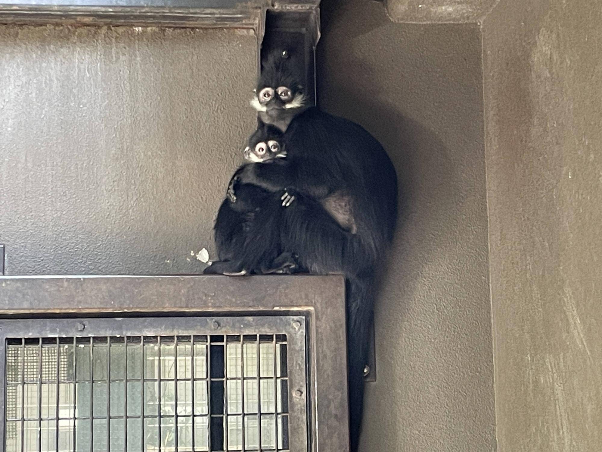 【飼育日誌】20240529:ユズぽん通信8ポンズ1歳 (6).jpg