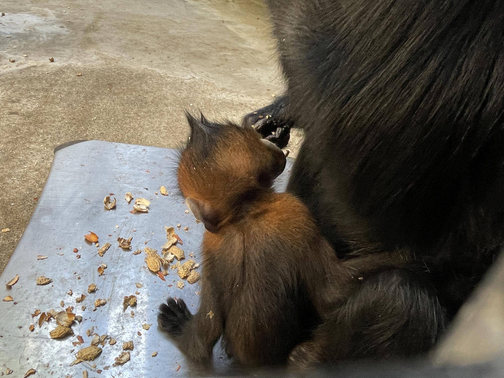 【飼育日誌】20240505:ユズぽん通信7ちょんがりは今 (10).jpg