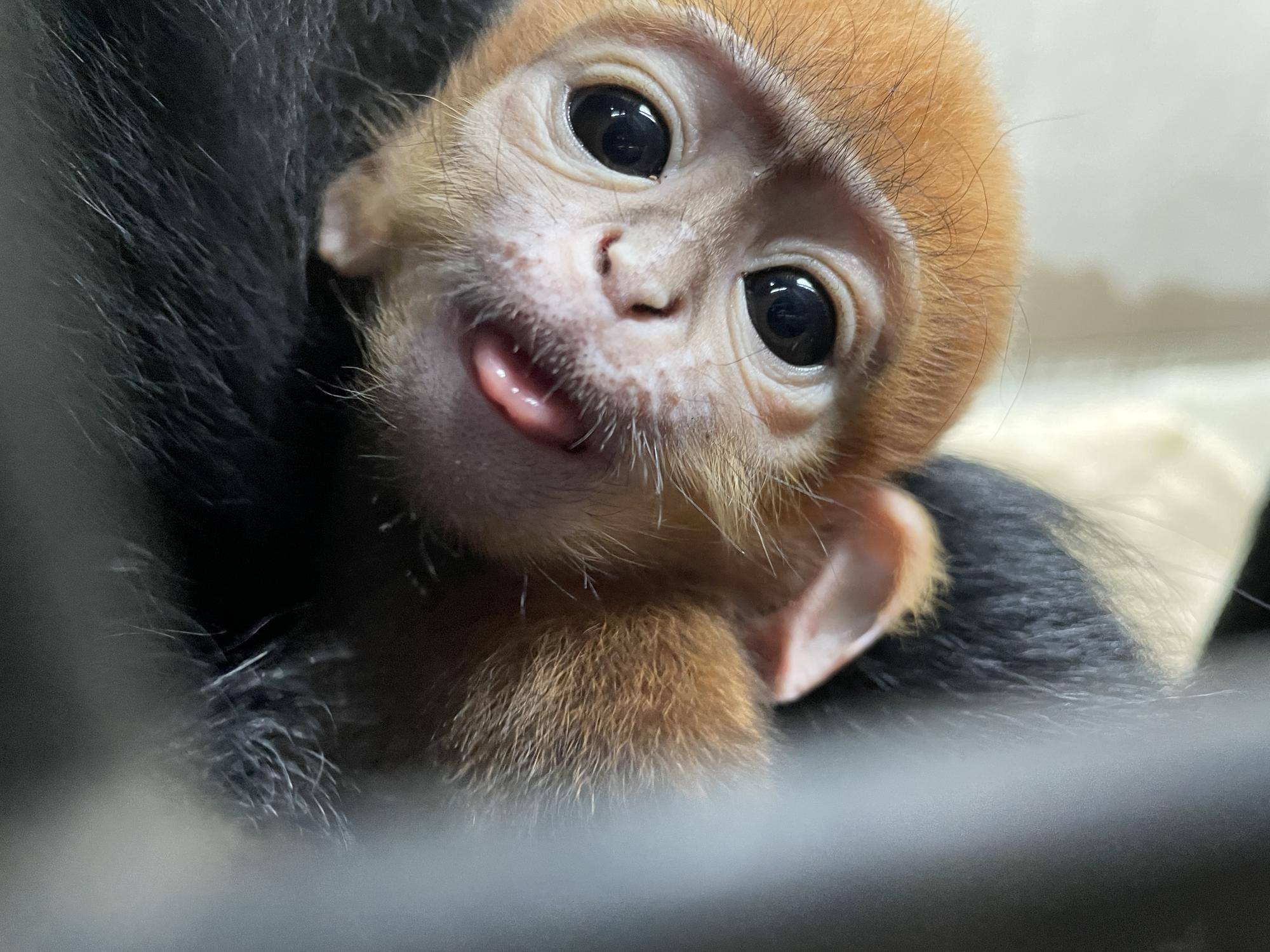 【飼育日誌】20240529:ユズぽん通信8ポンズ1歳 (2).jpg