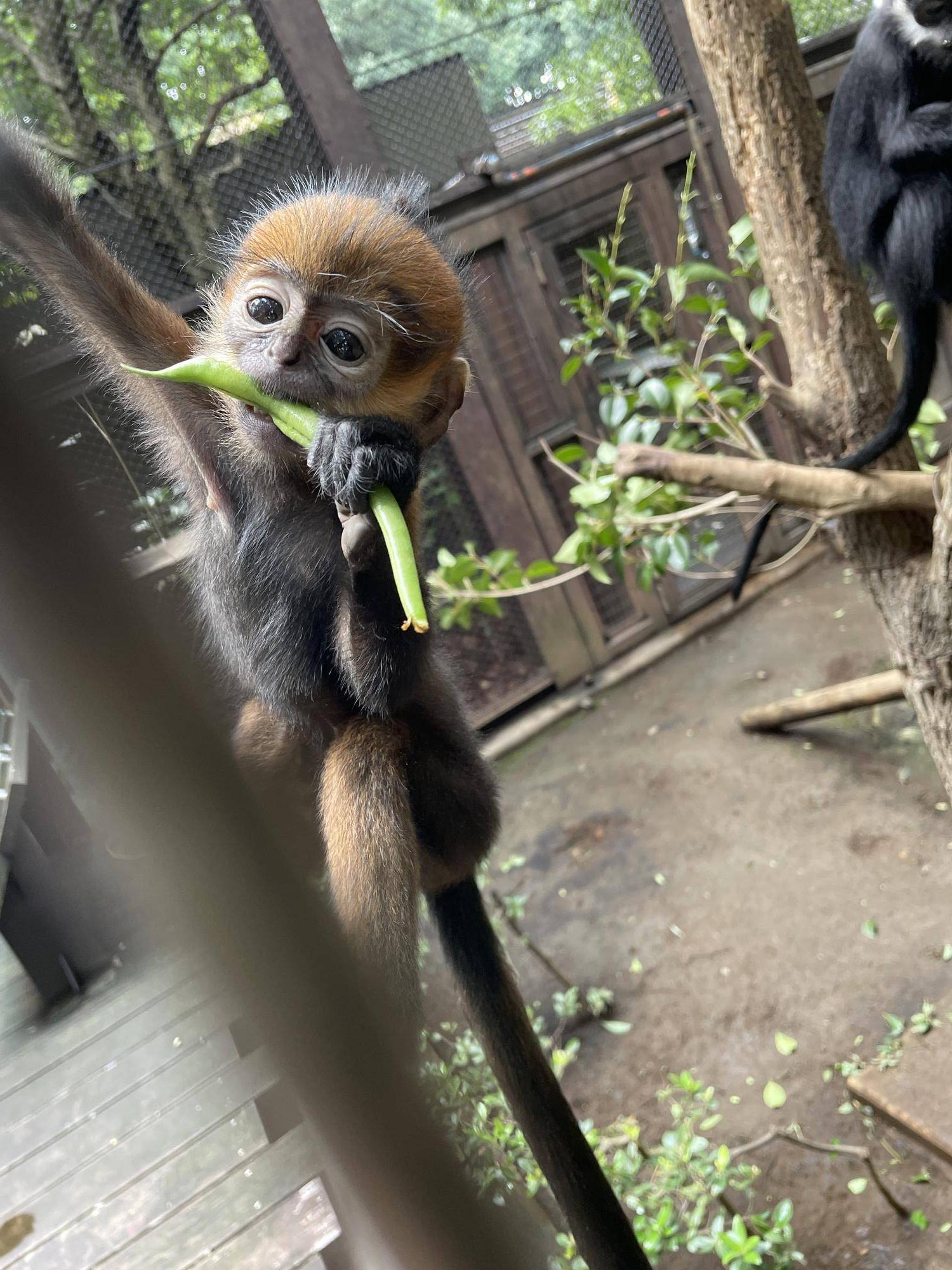 【飼育日誌】20240505:ユズぽん通信7ちょんがりは今 (2).jpg