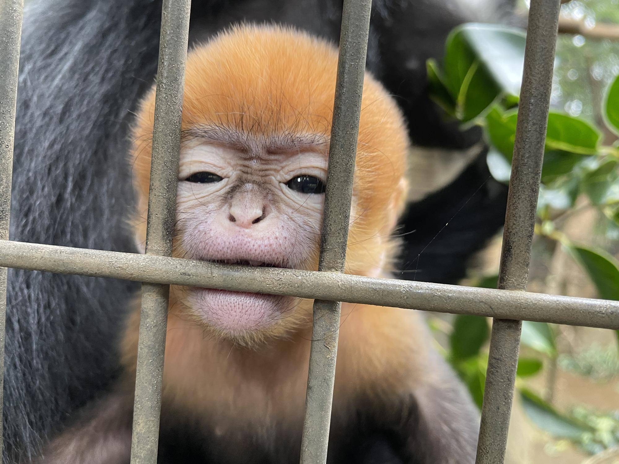 【飼育日誌】20240529:ユズぽん通信8ポンズ1歳 (9).jpg