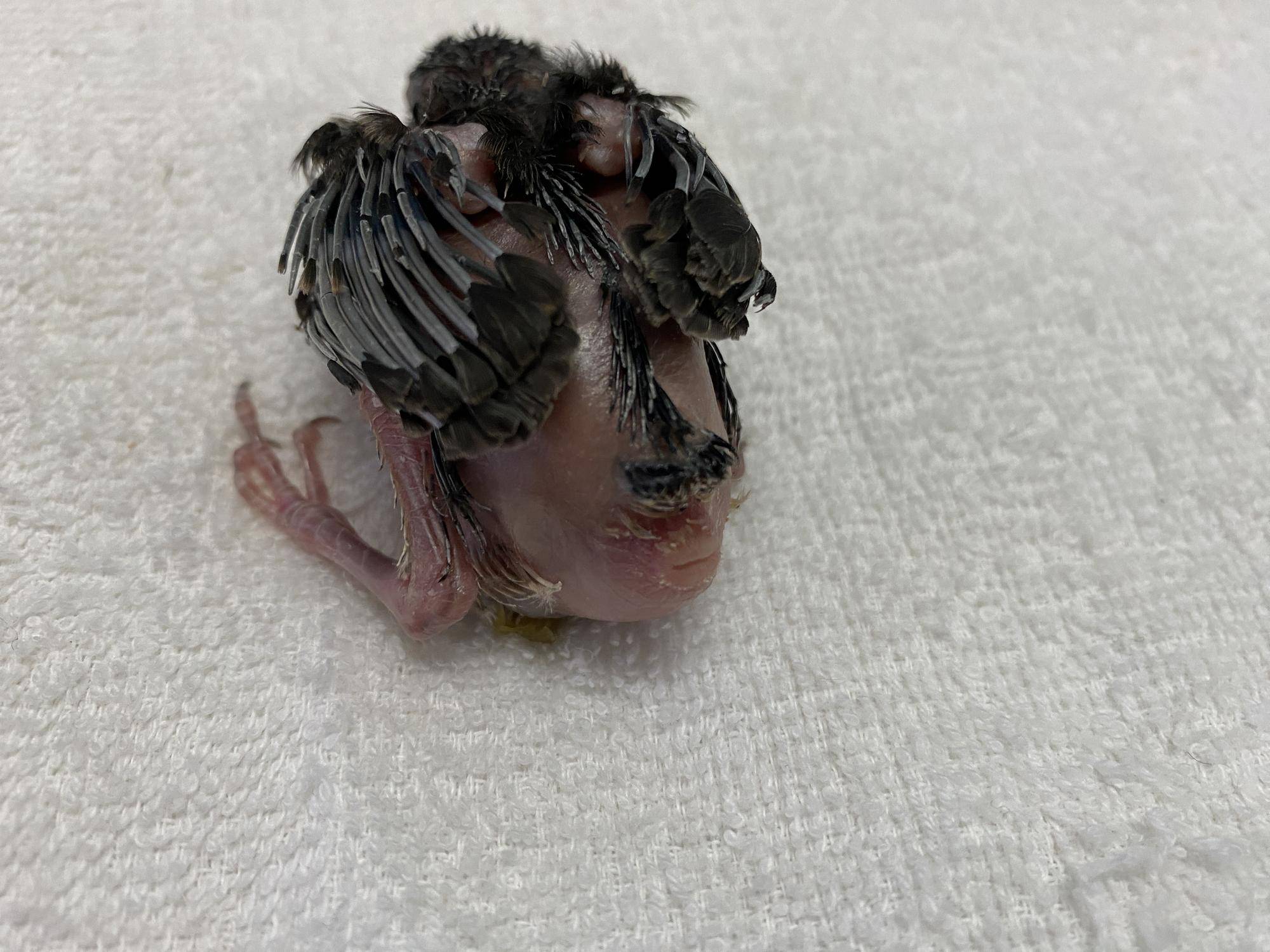 保護野鳥3日目 尾羽.jpeg