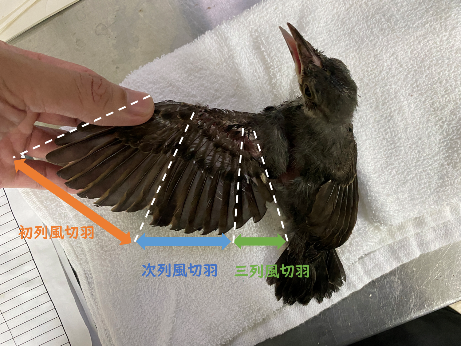 羽の名前解説 風切り羽.png