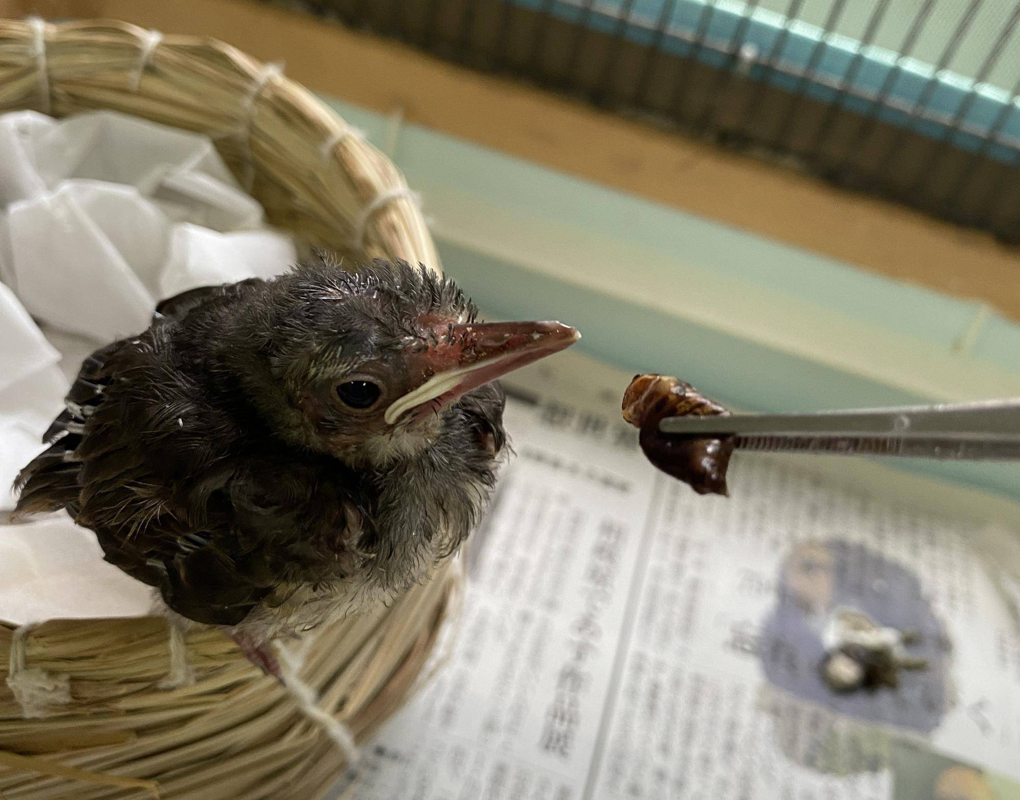 保護野鳥7日目 餌を食べる.jpeg