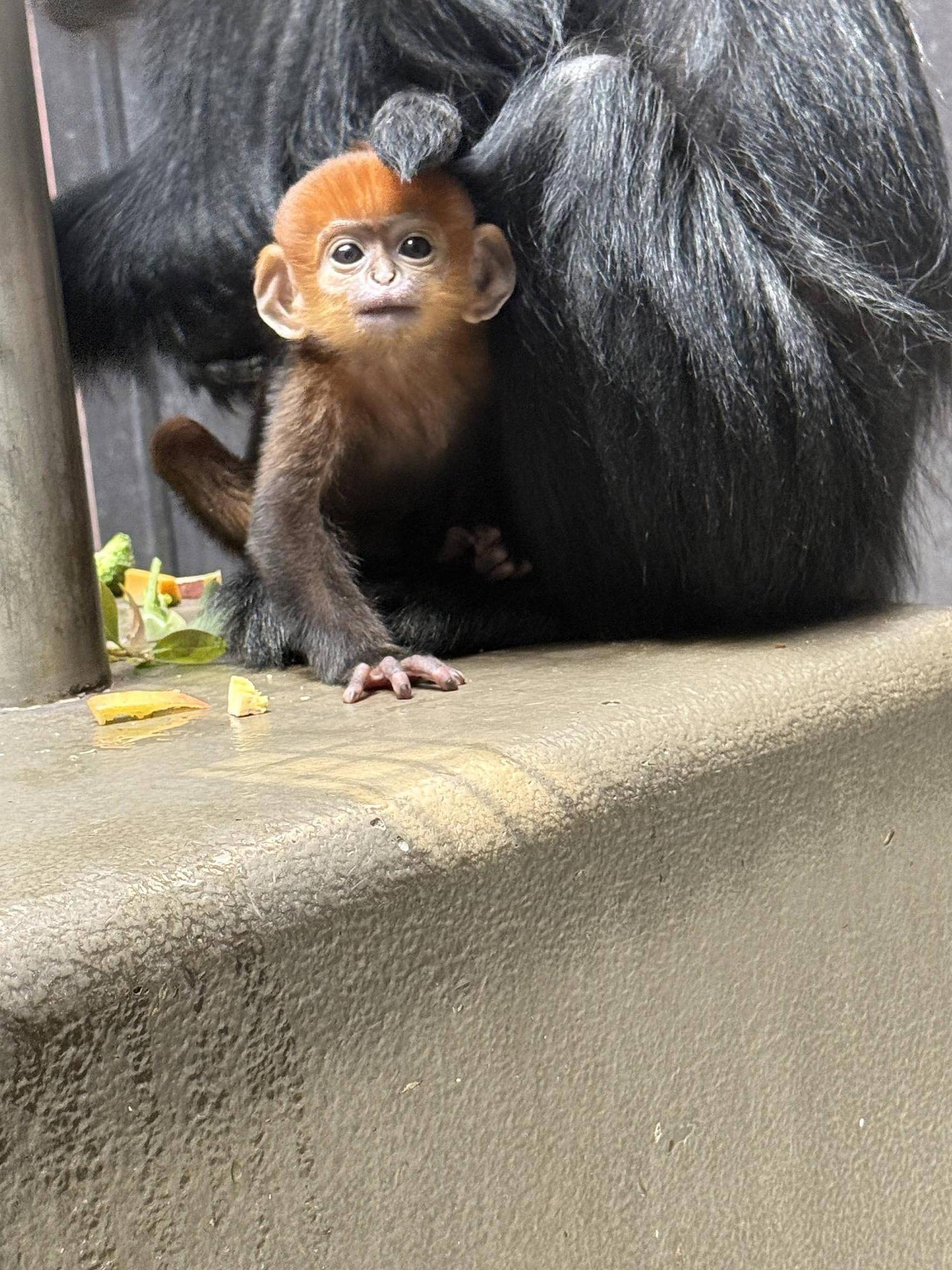 【飼育日誌】20250515:愛称投票を行います! (4).jpg