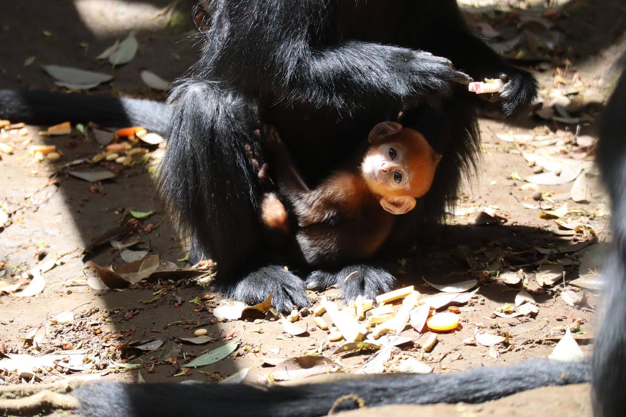 【飼育日誌】20250515:愛称投票を行います! (3).jpg