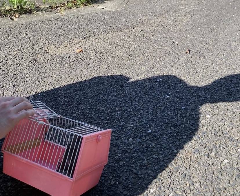 ヒヨドリ野生復帰1 (1).jpeg