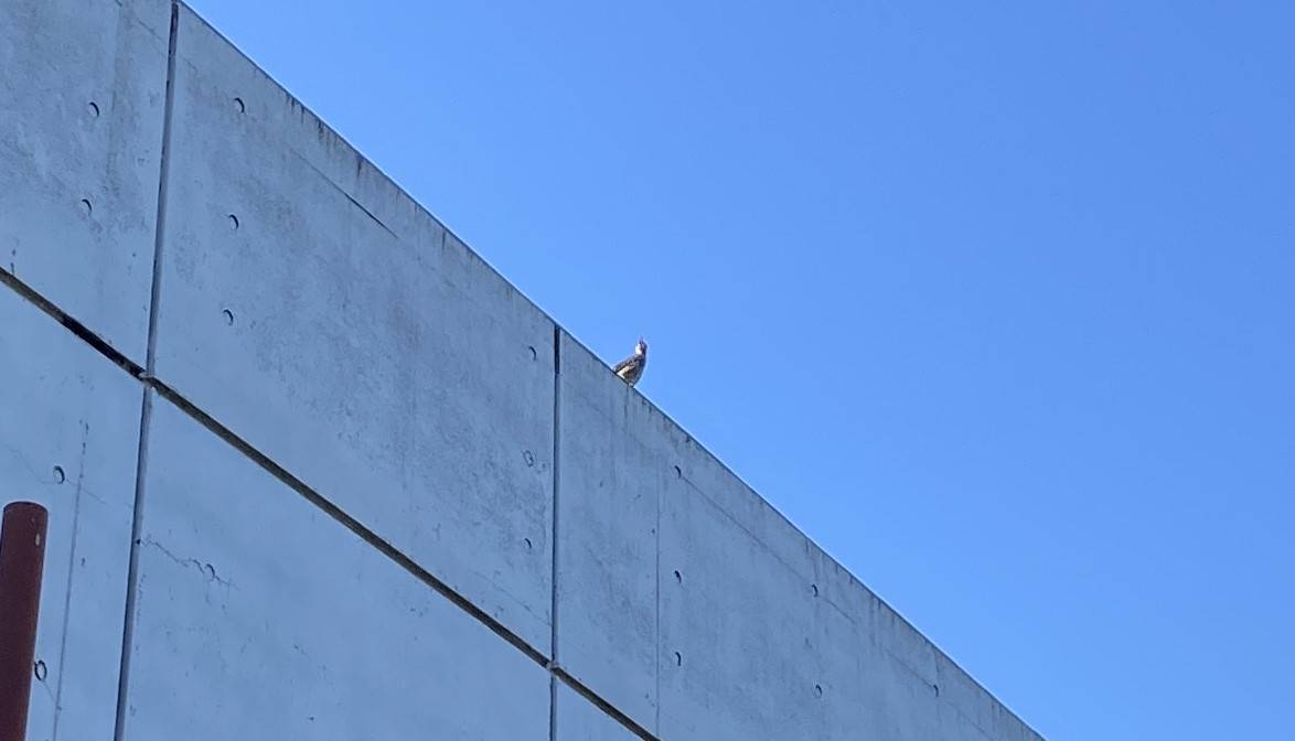 病院の屋上にいるヒヨドリ拡大版.jpeg