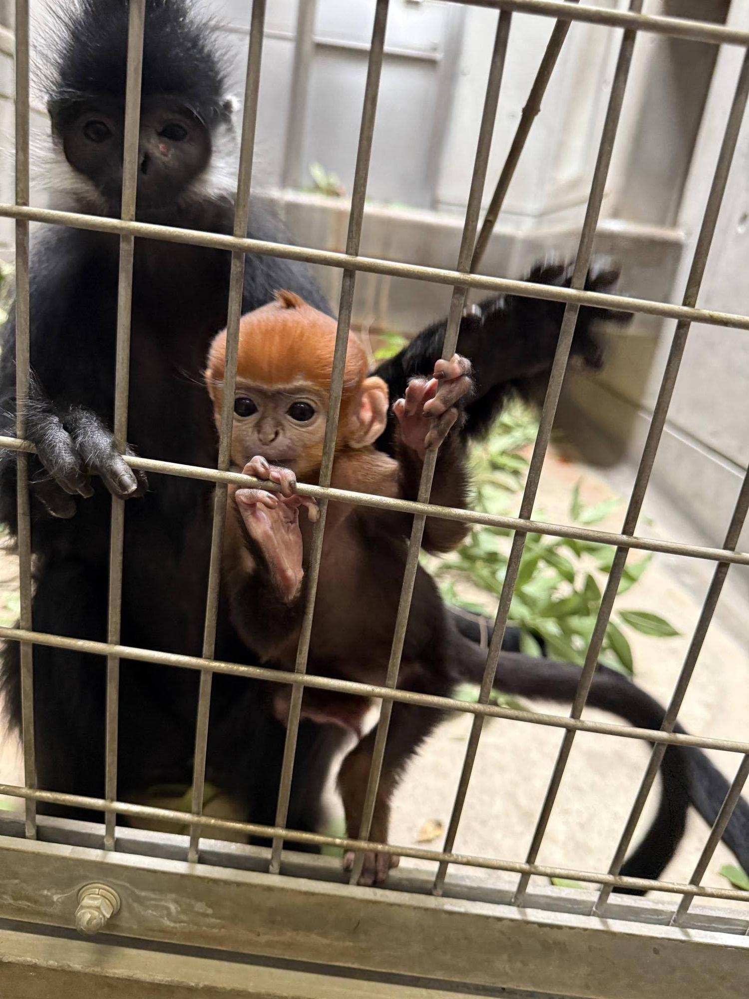 【飼育日誌】20250515:愛称投票を行います! (5).jpg