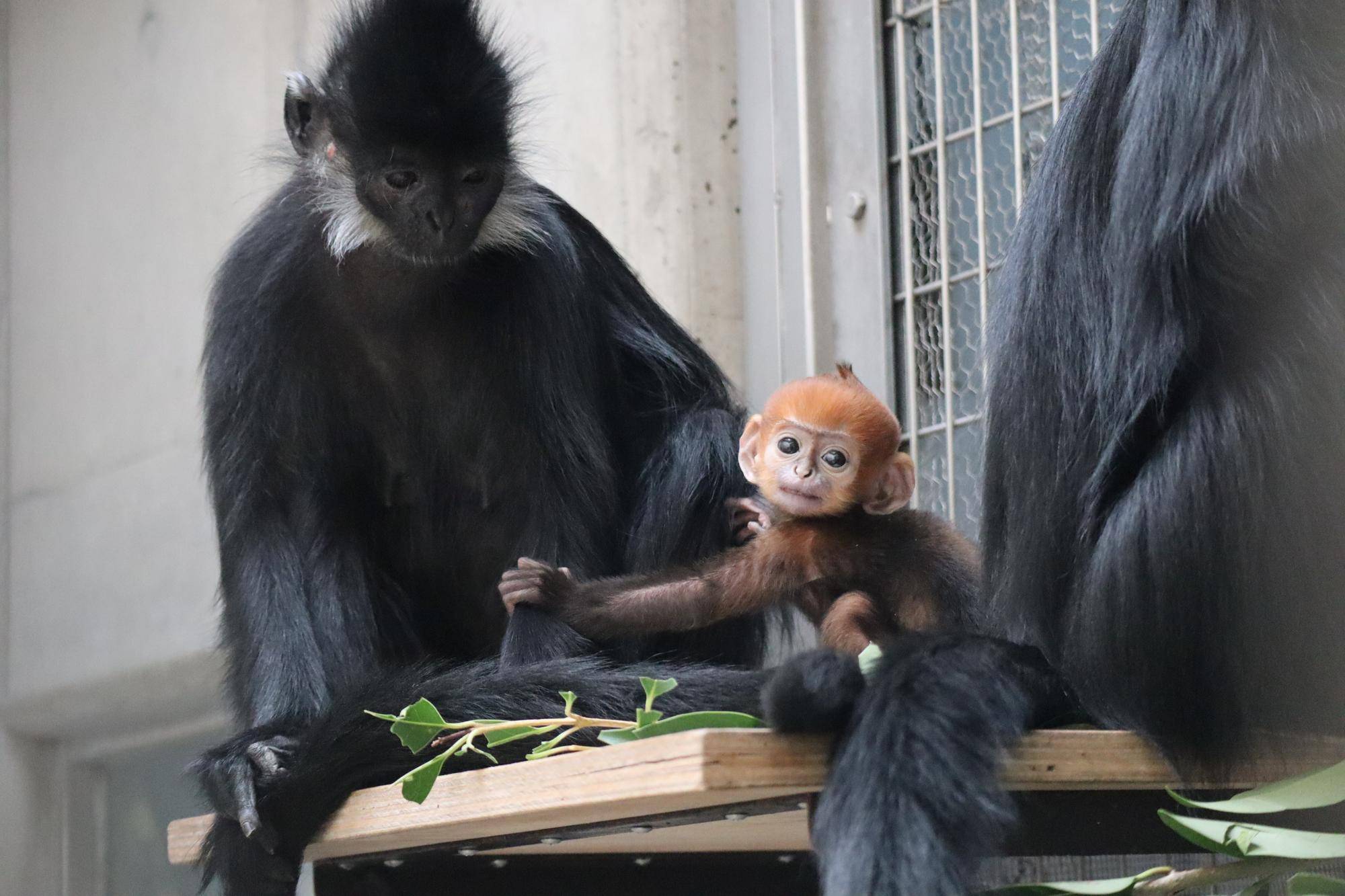 【飼育日誌】20250515:愛称投票を行います! (2).jpg