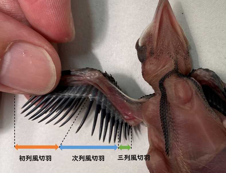 羽の名前解説 巣内雛.png