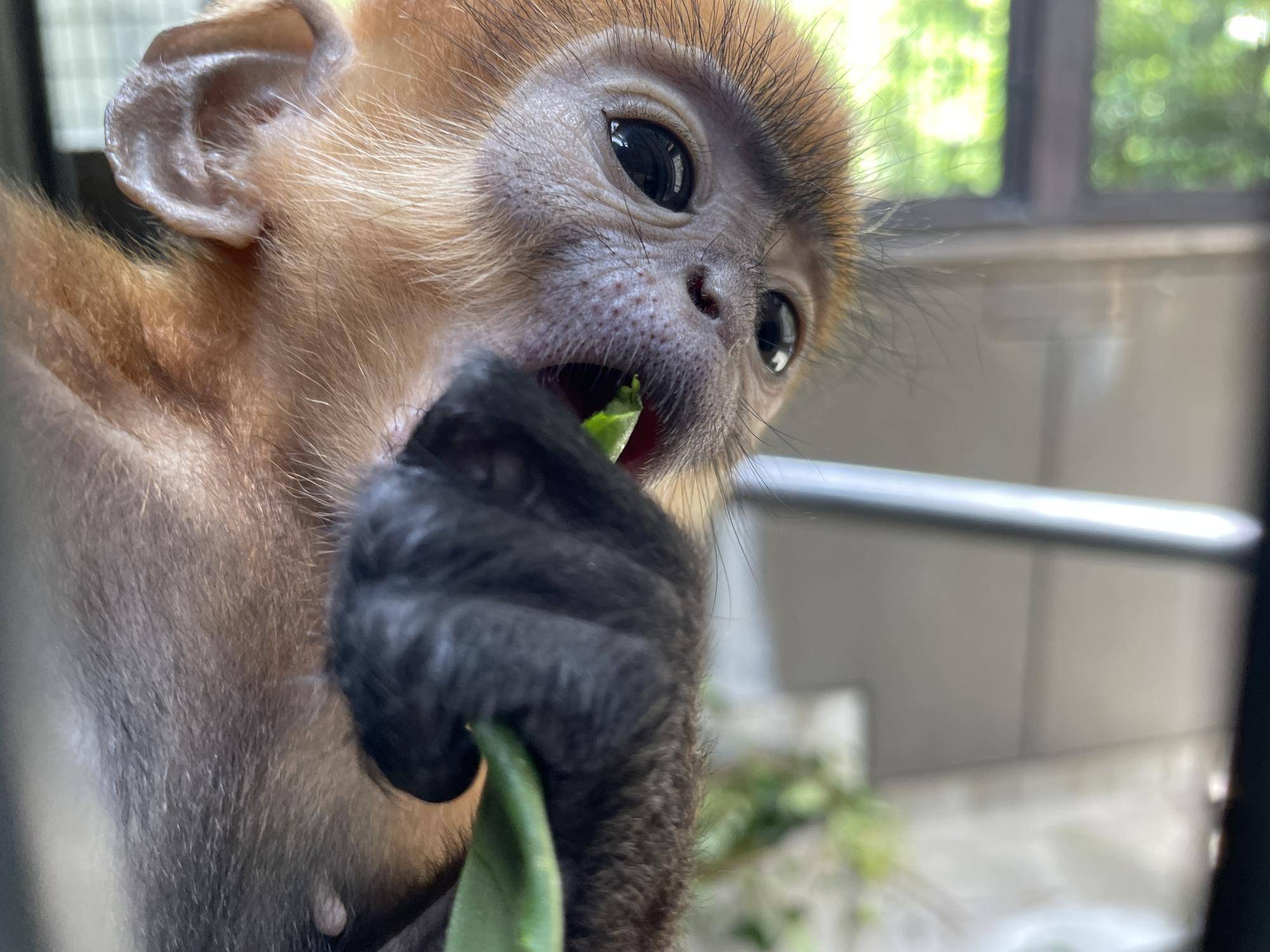 【飼育日誌】20250716:ユズぽん通信最終回 (12).jpg