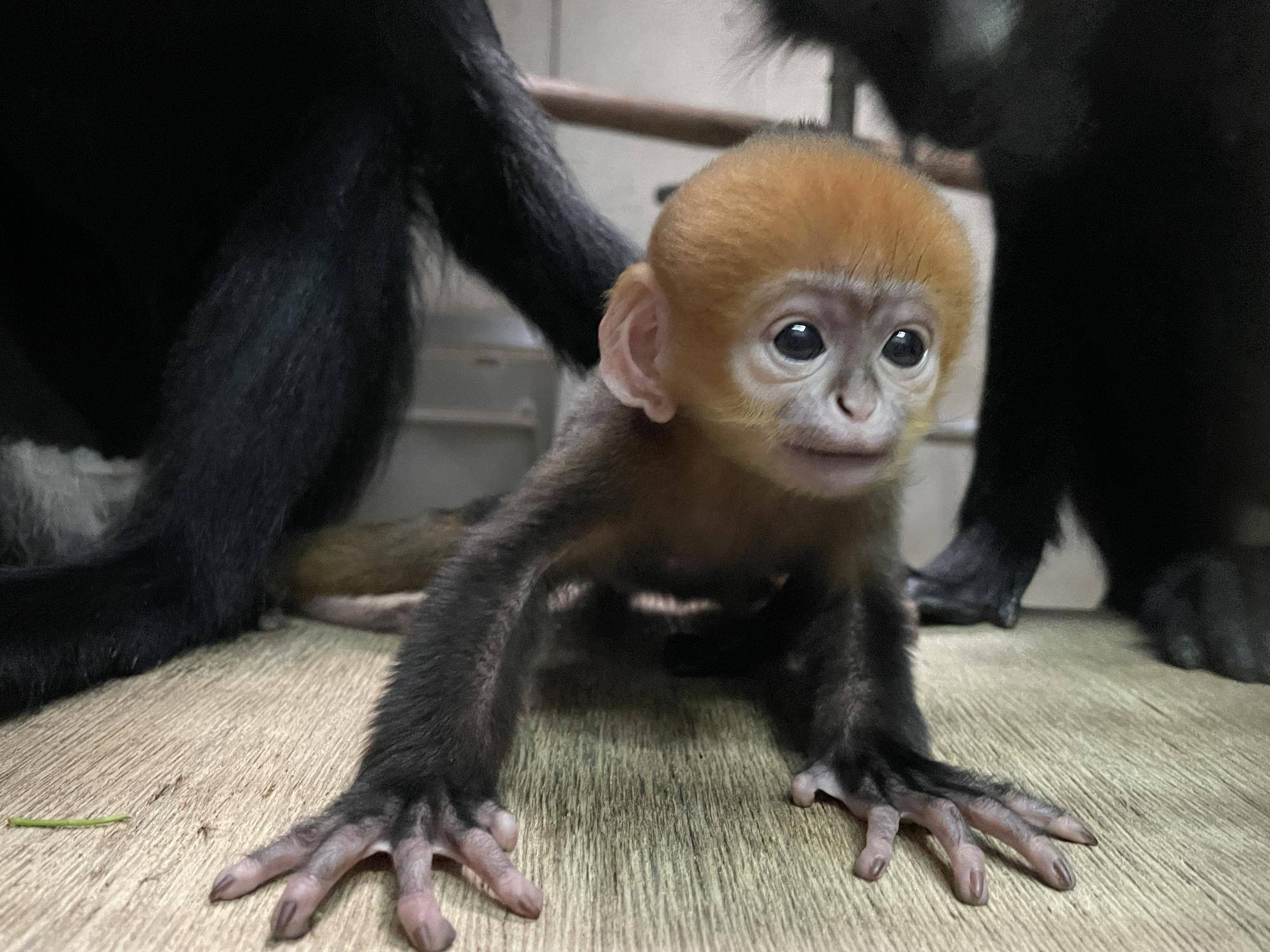 【飼育日誌】20250716:ユズぽん通信最終回 (7).jpg